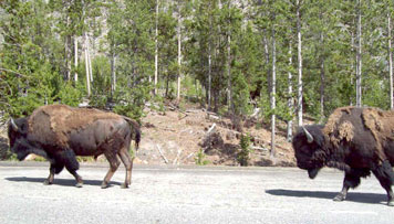 Buffalo on the road