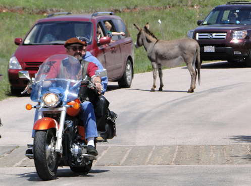 Burro and motorcycle on road