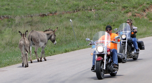 Burros and motorcycles