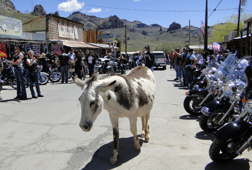 Burro on the street in Oatman with motorcycles