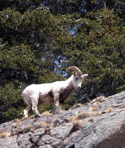 Wildlife on Guanella Pass