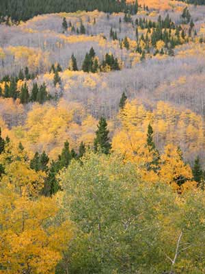 Aspens changing along the Peak to Peak Highway