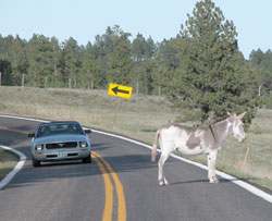 burro in the road